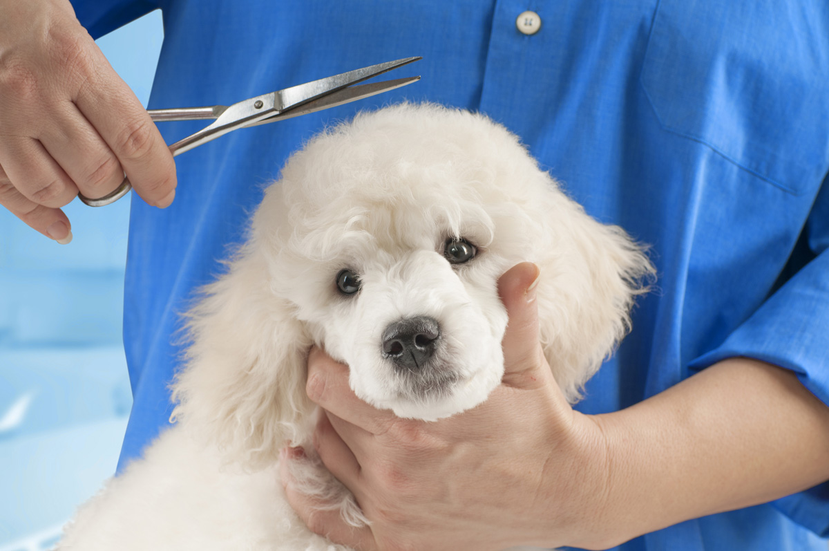 Poodle grooming at the salon for dogs